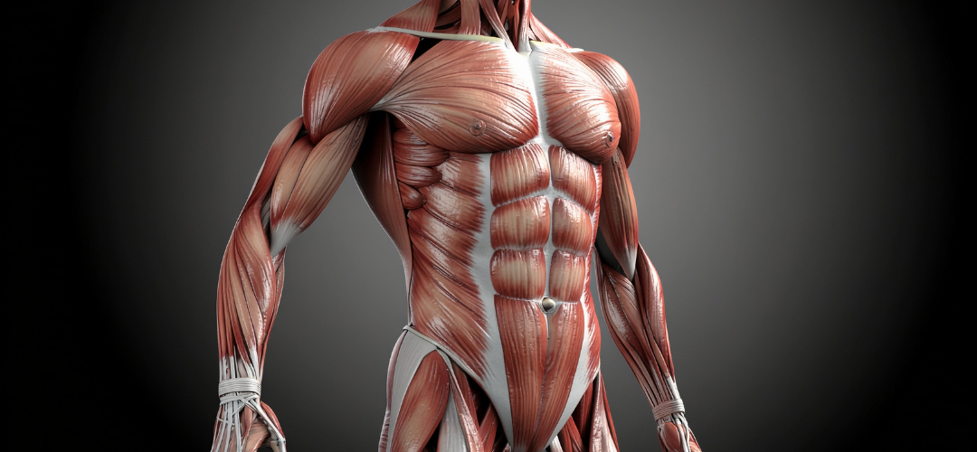 Mitos y Verdades de Aumento de masa muscular.